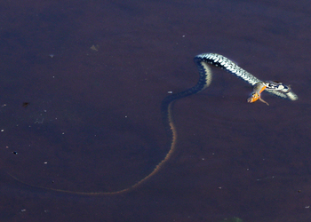 Ringelnatter (Natrix natrix) - © Gernot Kunz